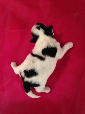 Female Shih tzu Bichon Puppy #7 for sale Open by appointment daily 1-641-588-3110